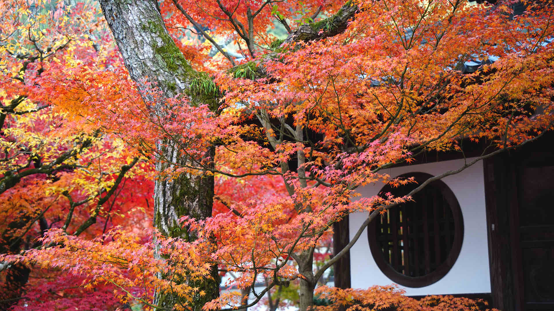 Japani Fall Plan an Autumn Leaves Tour in Japan Fall Foliage Season 2026