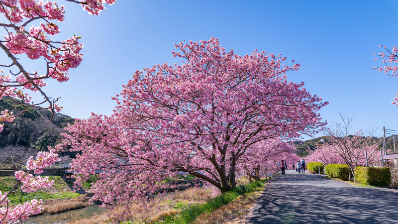 Kawazuzakura in Early February
