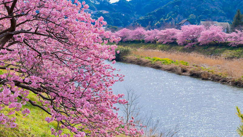 Early Cherry Blossoms in Kawazu
