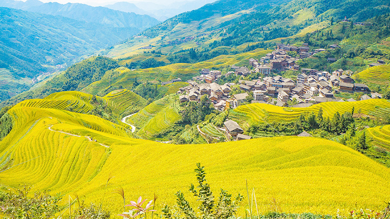 Longji Rice Terraces in Longsheng, Guilin