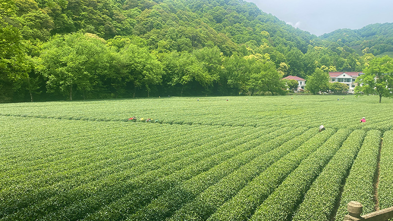 Longjing Tea Plantation in Hangzhou