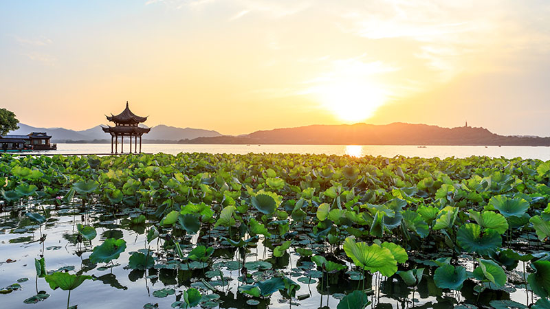 Lotus flowers in West Lake