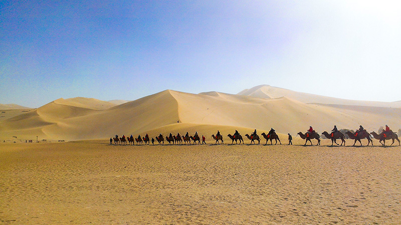 A line of camels on Mingsha Mountain