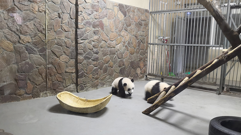 A dorm for panda cubs