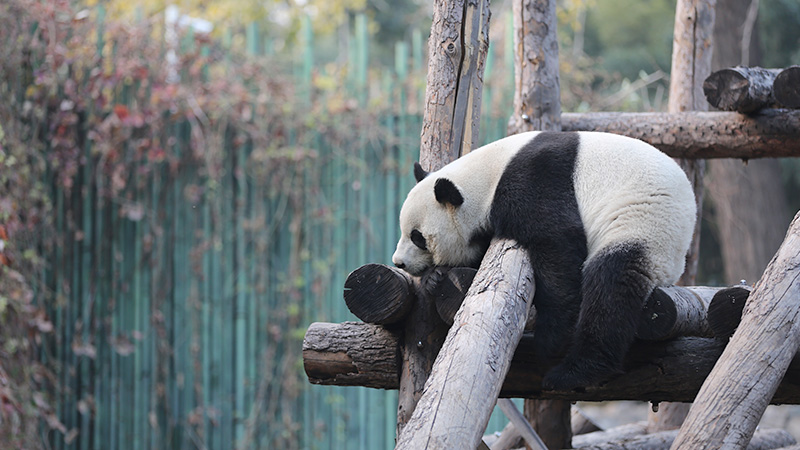 Giant panda in Beijing Zoo