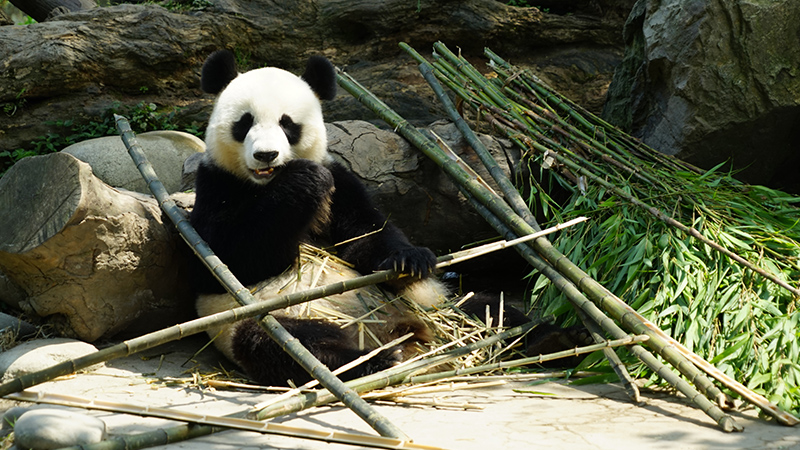 See pandas up close in Chengdu