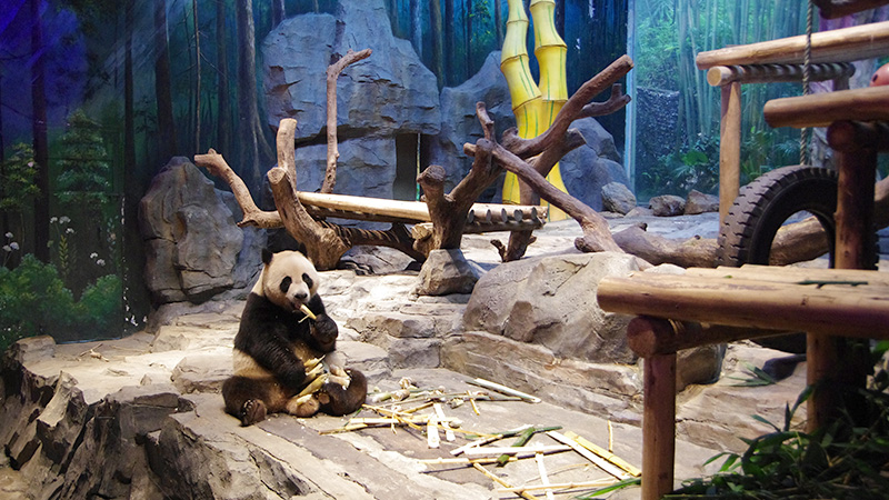 Panda in Guangzhou Chimelong Park