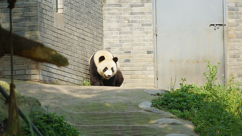 A panda in its room in Dujiangyan