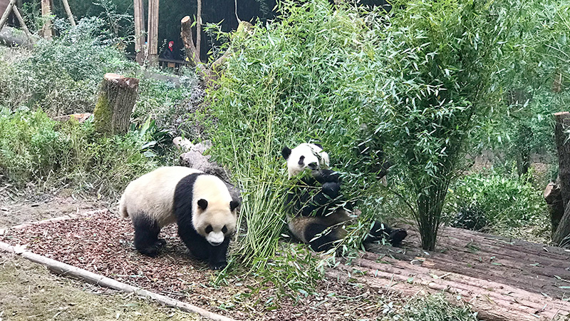 Pandas in Dujiangyan Panda Base, Chengdu