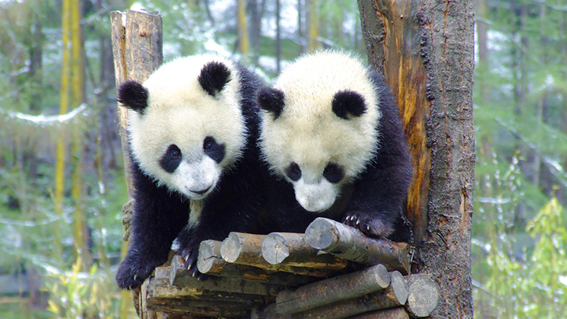 Pandas live in Chengdu Breeding Center
