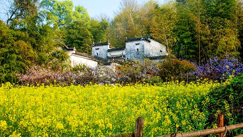 Hongcun Village in Spring