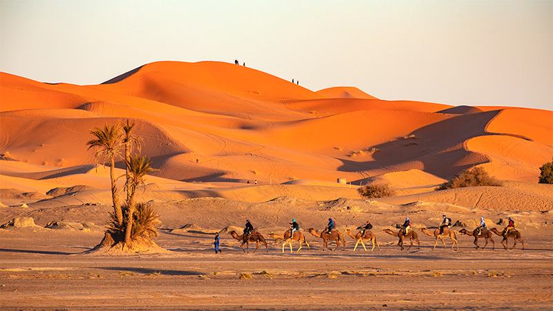Camel Ride in the Sahara Desert