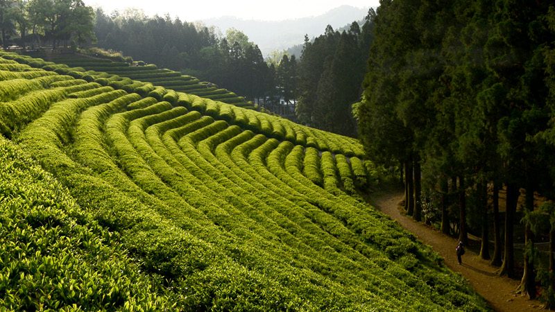 Tea Plantation in Green Season