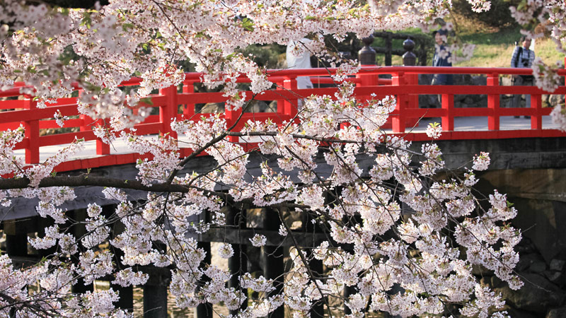 Spring Cherry Blossom in Hokkaido