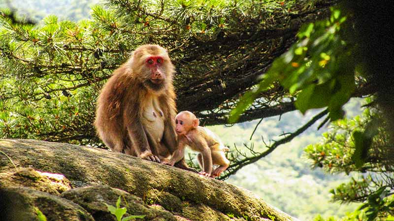 Two Monkeys in Huangshan