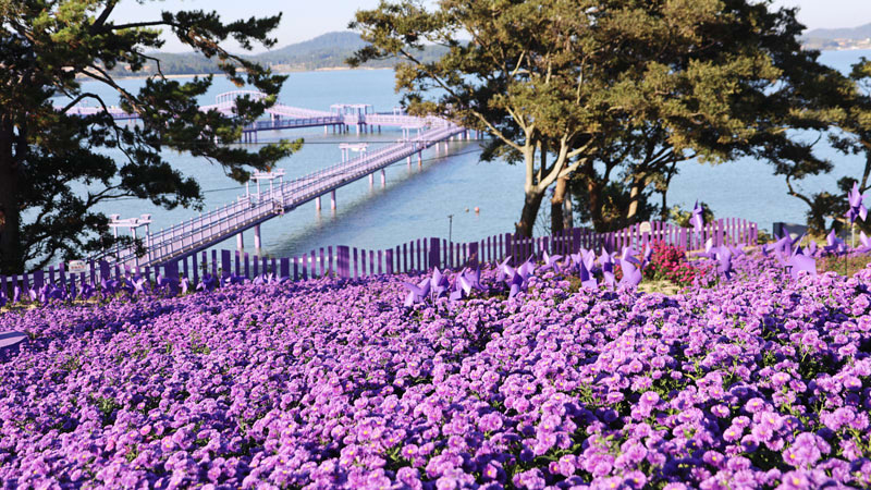 Wild Violets in May in Korea