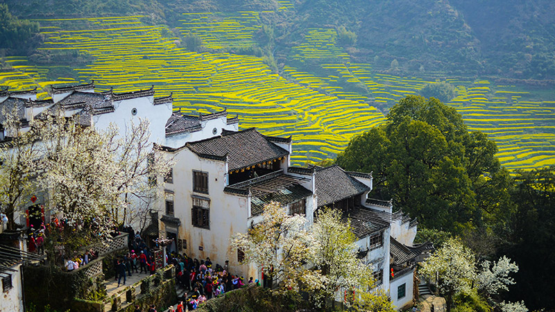 Terraced rapeseed flowers in Wuyuan