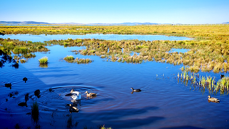 Zoige Flower Lake near Gannan