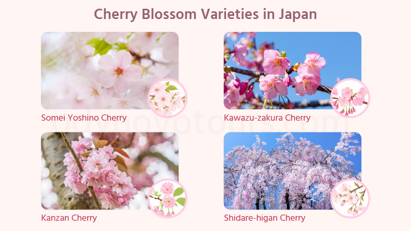 Cherry Blossom Varieties in Japan