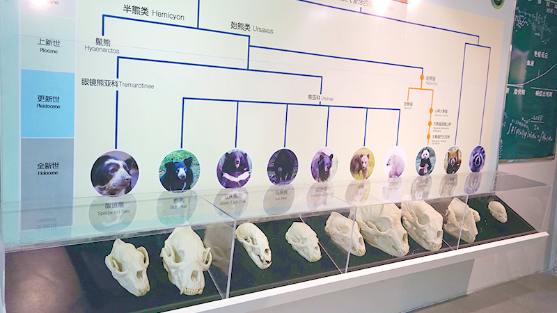 Bear skulls displayed in the museum of Dujiangyan Base