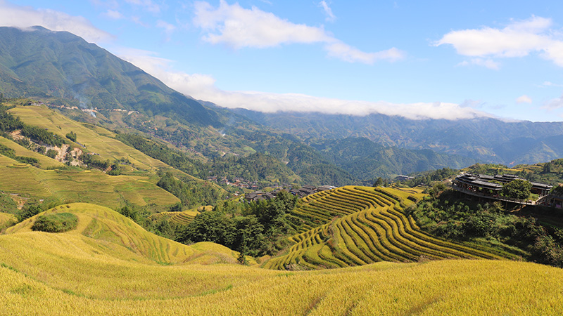 Longji Rice Terraces in Guilin