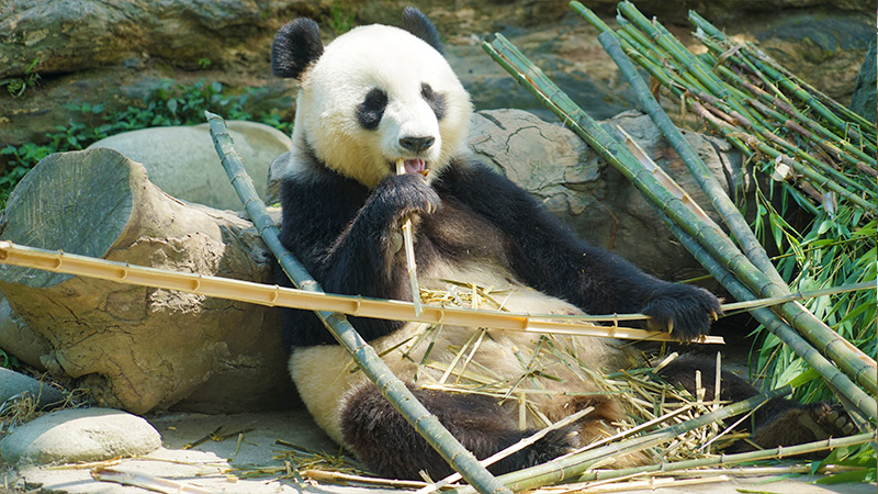 Admire panda at Dujiangyan Base in Chengdu