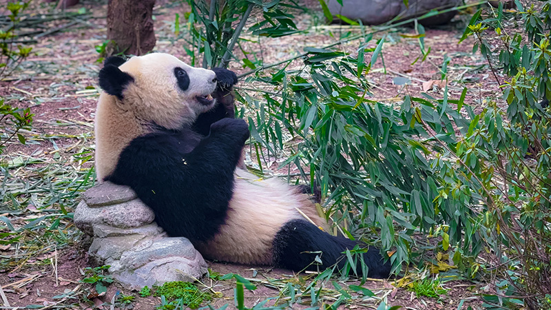 A panda having bamboo in a base in Chengdu