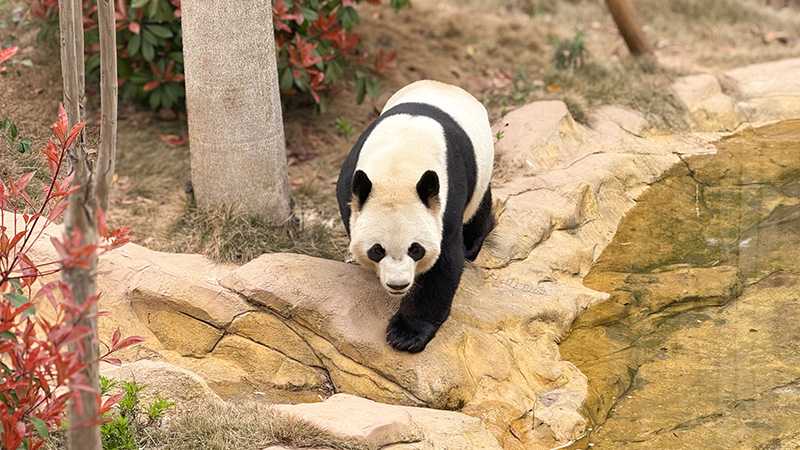 Panda in Chengdu Breeding Center