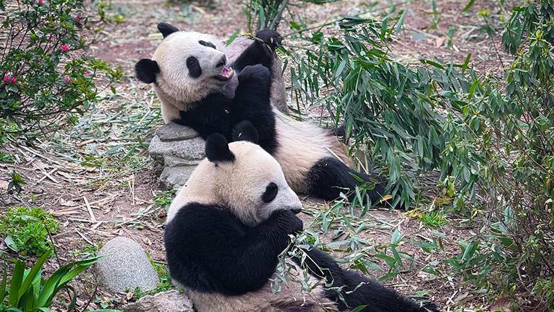 Pandas in Chengdu Panda Base