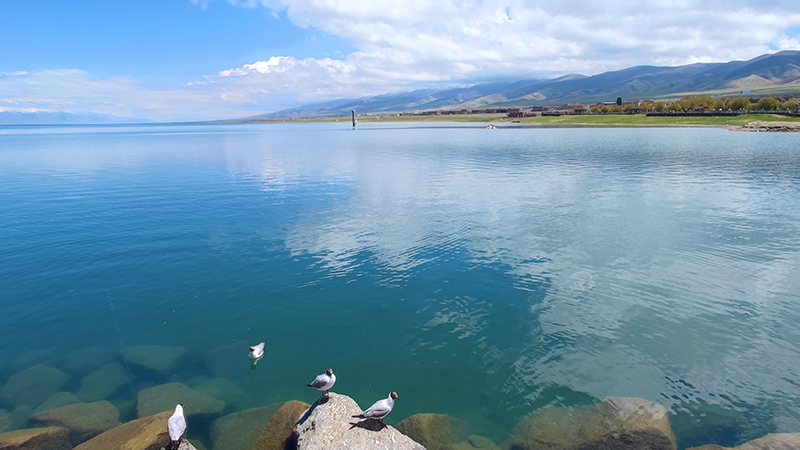 Qinghai Lake and its resident birds