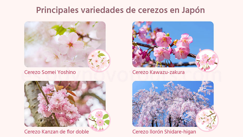 Variedades de cerezos