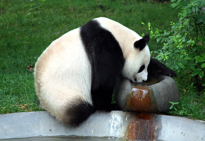 A giant pandas drinking water at the Chengdu Panda Base