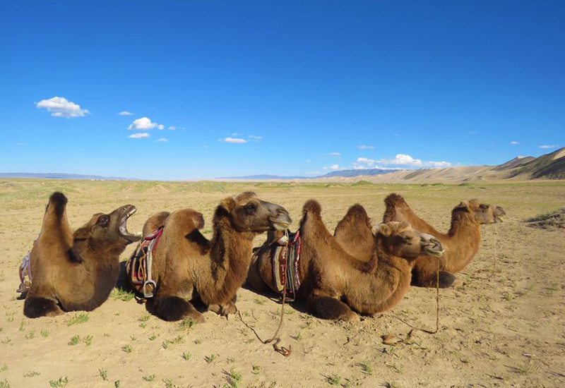 Bactrian camels in the Gobi Desert