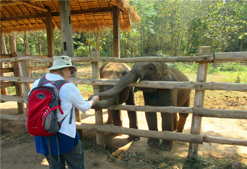 Feeding Elephants in Ban Noon's Elephant Camp in Laos