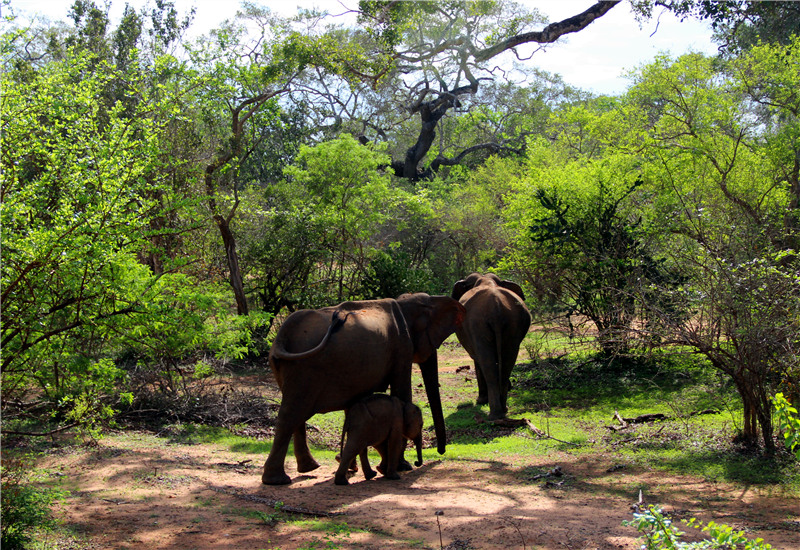 Encounter elephants in their natural habitat.