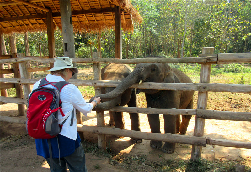 Feed elephants with your own hands. 