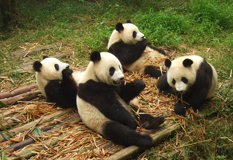 Gian pandas in Chengdu