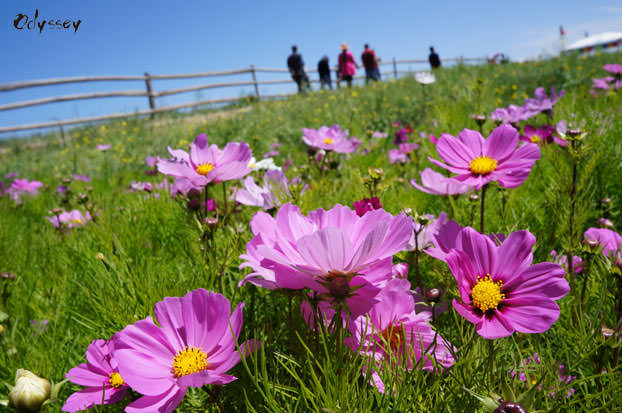 Kelsang flowers at Qinghai Lake
