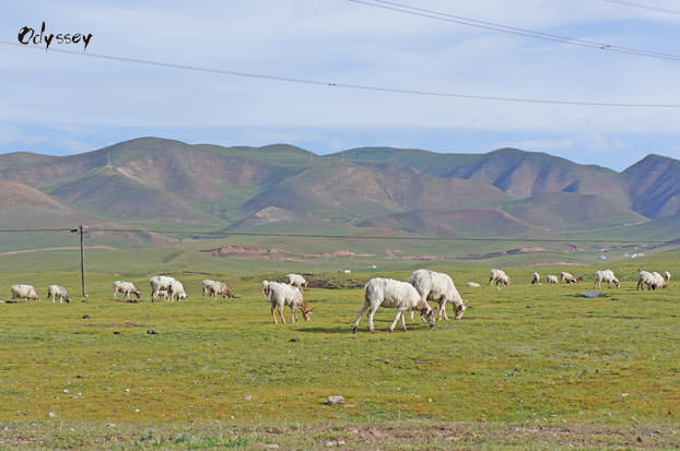 Tibetan antelopes