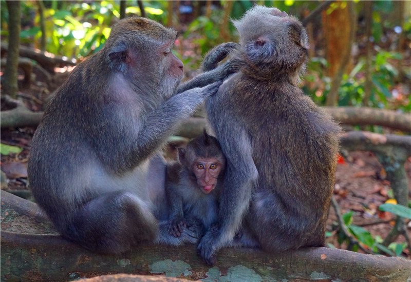 A monkey family in the Alas Kedaton Temple Monkey Forest
