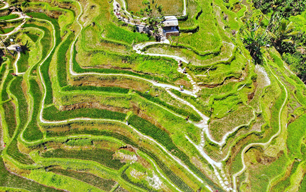 Tegallalang Rice Terrace
