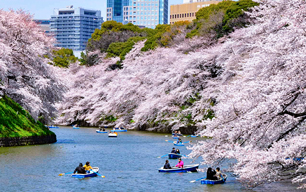 Tokyo, Japan During Cherry Blossom Season