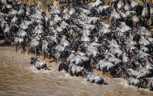 Maasai Mara