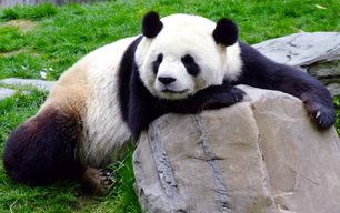 Chengdu, the Home of Pandas