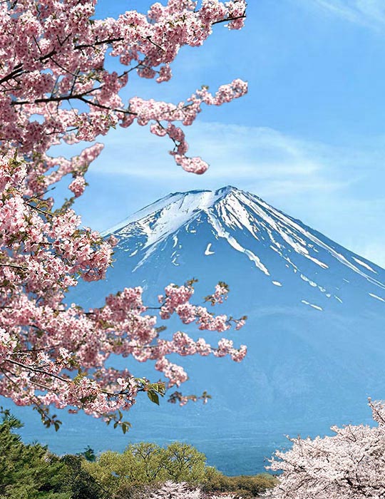 2025 Japan Cherry Blossom Tours & Viewing Guides