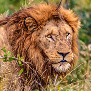 The Lion of Maasai Mara