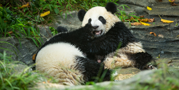 Chengdu Giant Panda Breeding Base