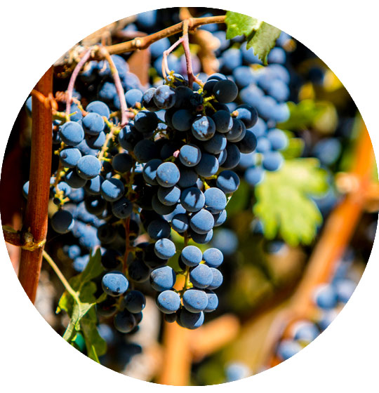 Wineries in South Africa