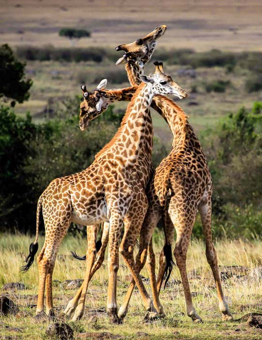 Giraffes in the African Savannah