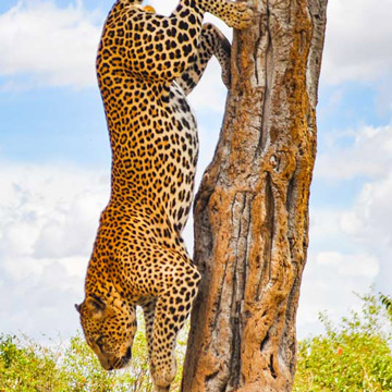 Cheetahs in Tanzania